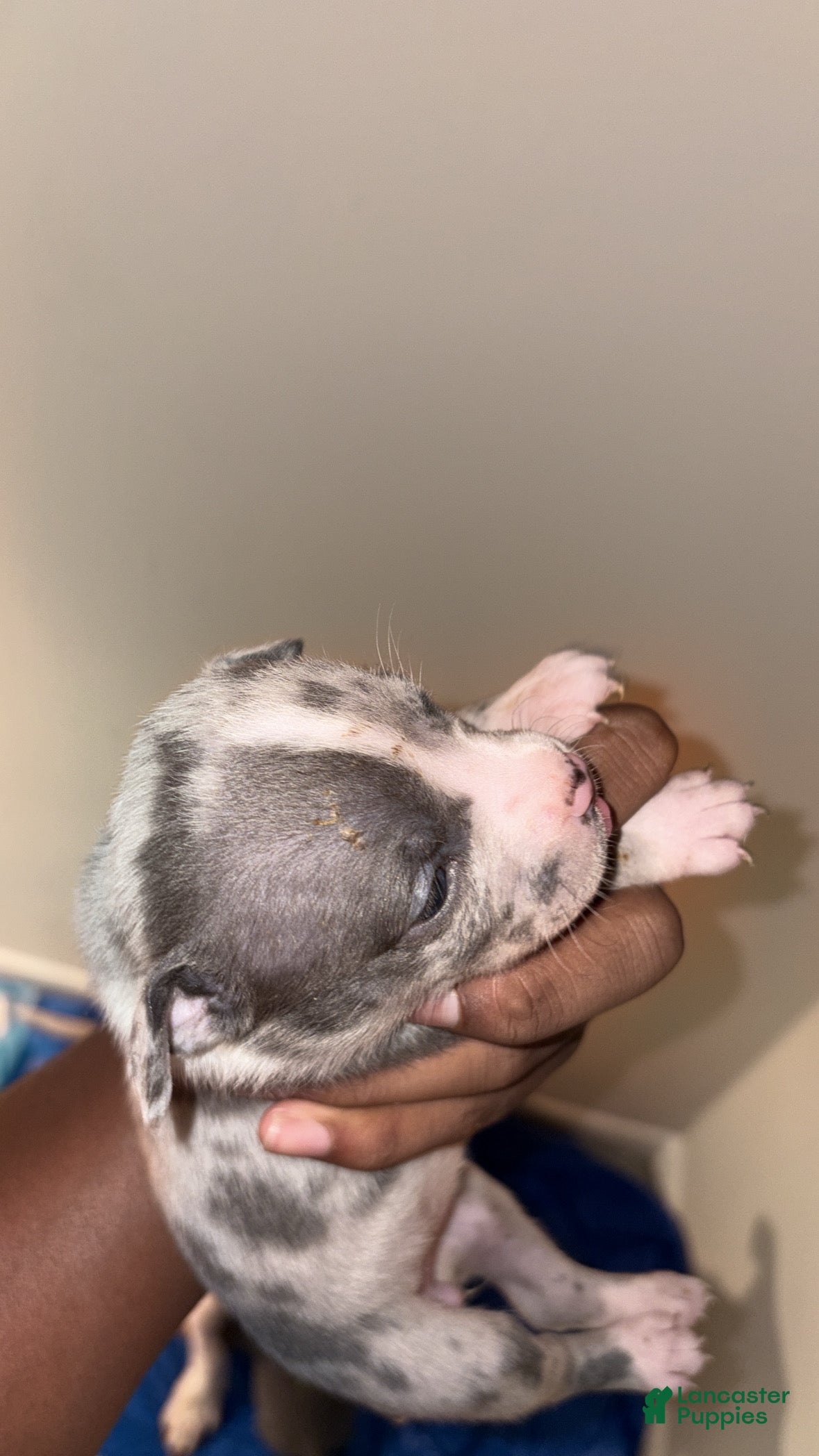 American Bully dogs American Bully 9 - Ad 39