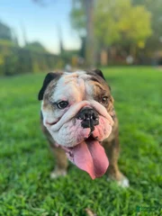 Tank