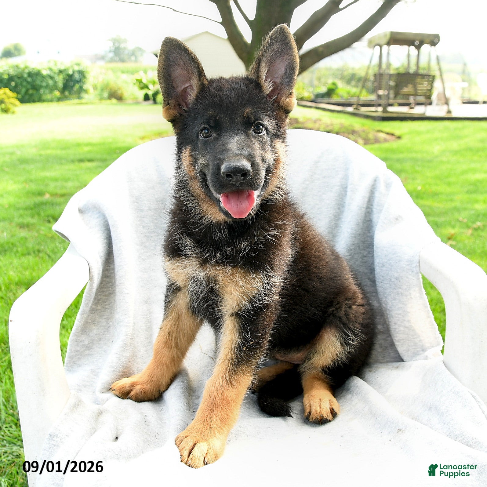 German Shepherd dogs Dana - Ad 1