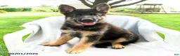 German Shepherd dogs for sale: Dana - Ad 1