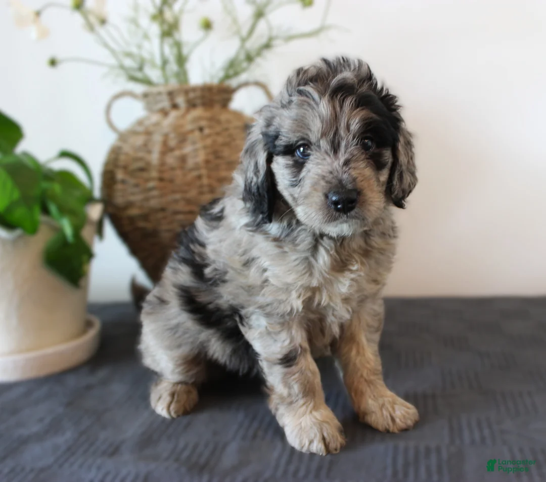 Mini Goldendoodle dogs for sale: Graham - Ad 1