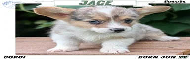 Jace