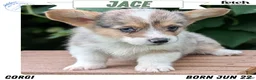 Welsh Corgi Pembroke dogs for sale: Jace - Ad 1