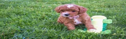 Miniature Poodle dogs for sale: Dixie 💕🐶 - Ad 13