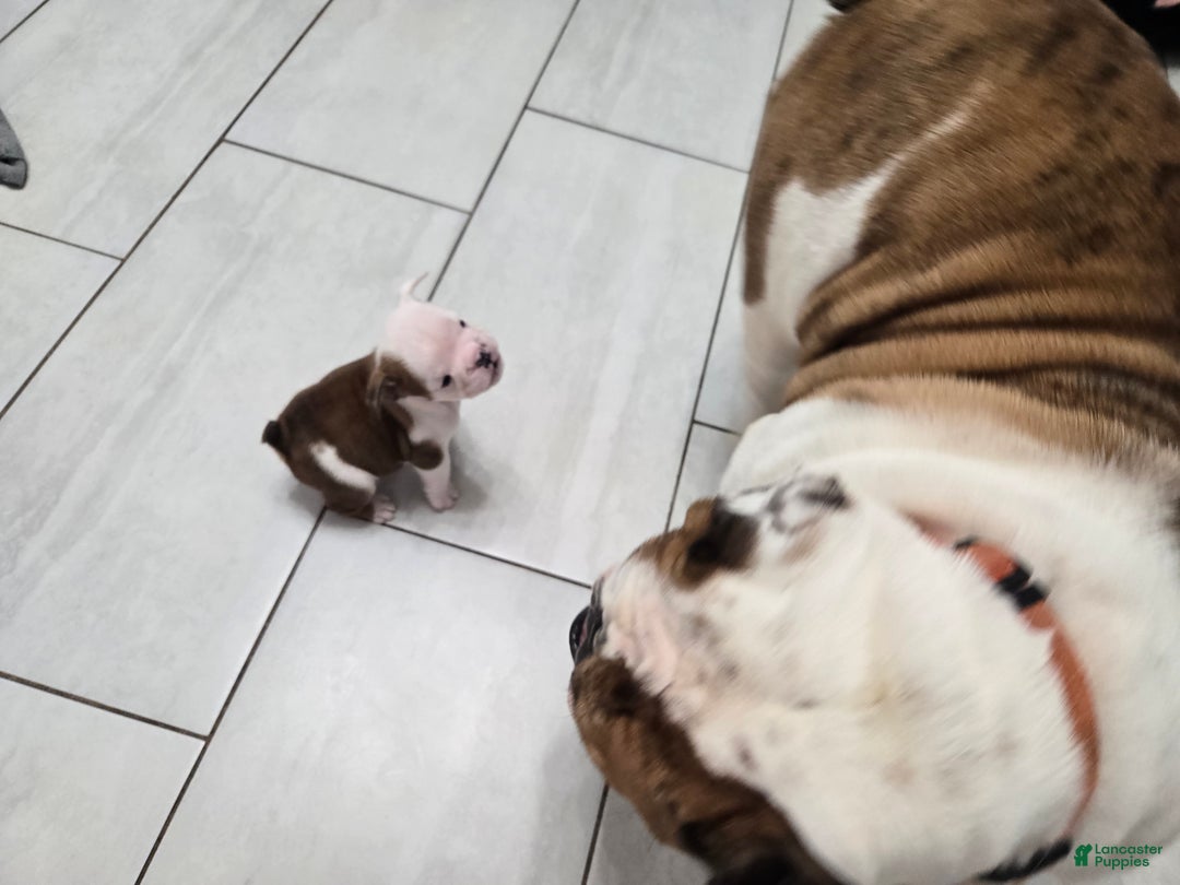 English Bulldog dogs for sale: Linus - Ad 11