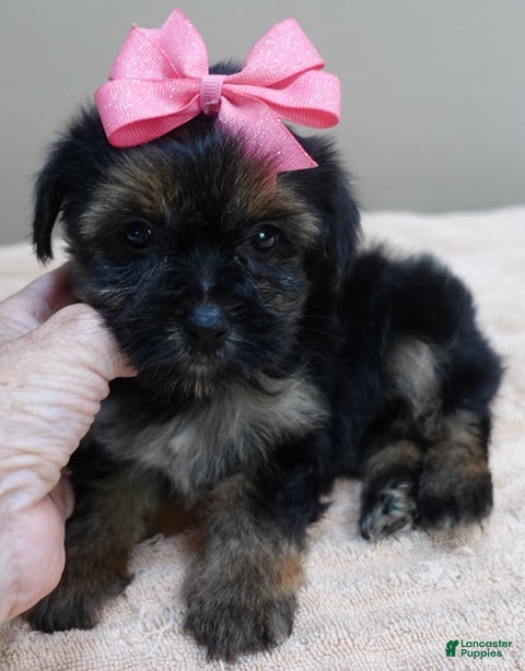 Yorkshire Terrier dogs 2nd chance - Ad 13