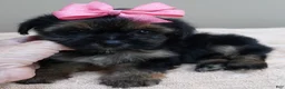Yorkshire Terrier dogs for sale: 2nd chance - Ad 1