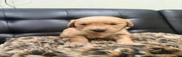 Golden Retriever dogs for sale: Golden Retriever Puppy 2 - Ad 1
