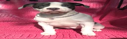 American Bully dogs for sale: MEG THA STALLION - Ad 7