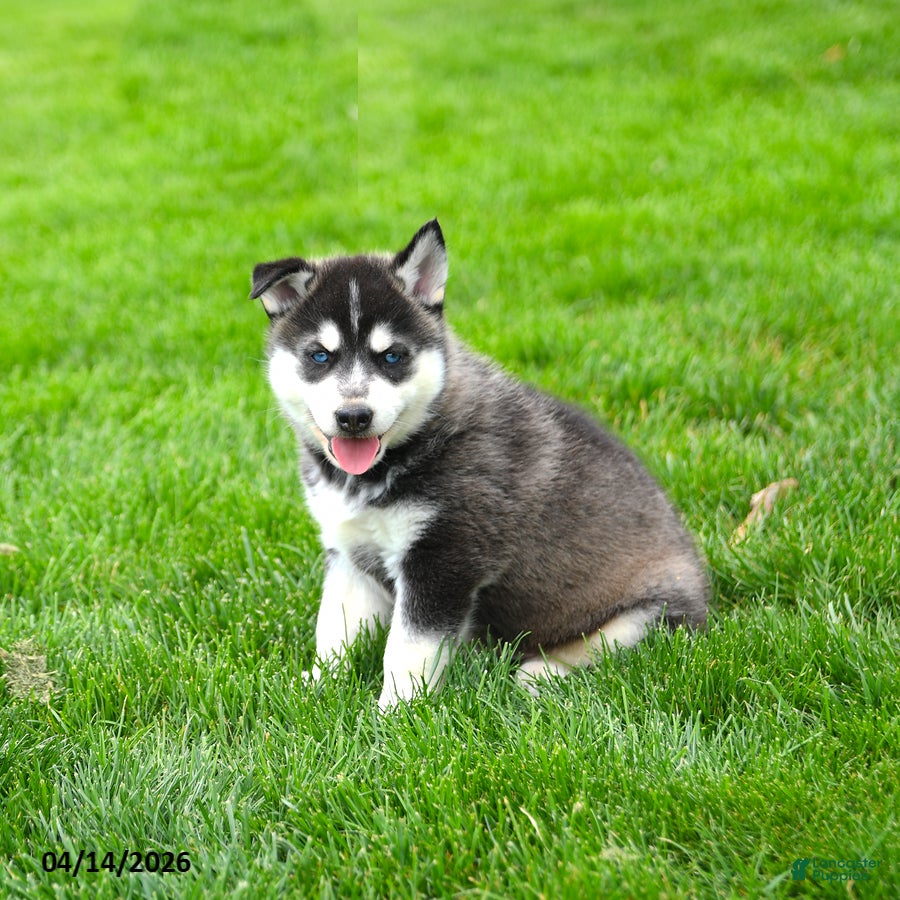 Gerberian Shepsky dogs Ranger - Ad 1