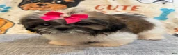 Shih Tzu dogs for sale: Lydia - Ad 4