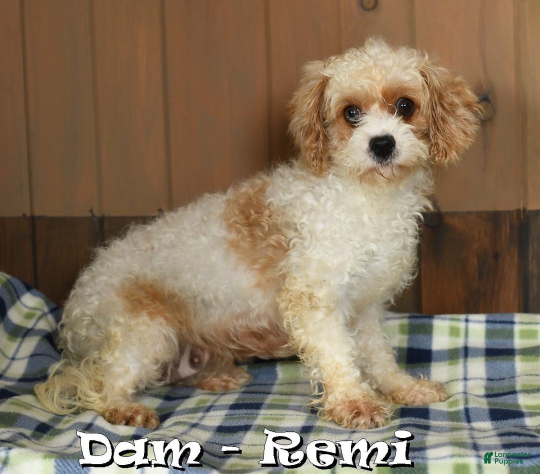 Cavapoo dogs for sale: Arthur - Ad 10