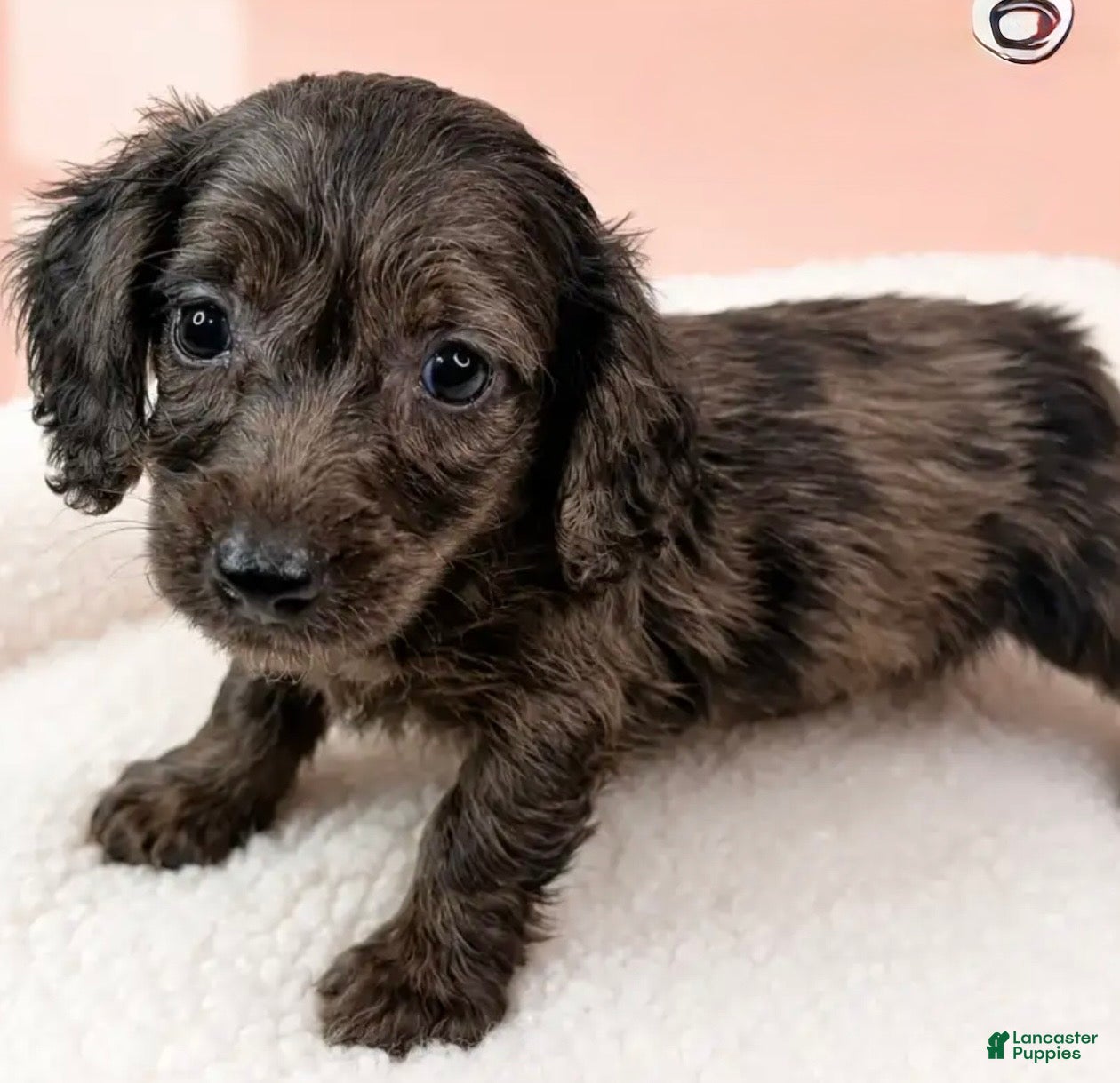 Miniature Dachshund dogs Olivia - Ad 19