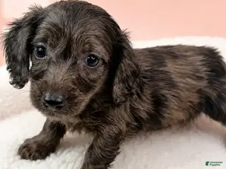 Miniature Dachshund dogs Olivia - Ad 19