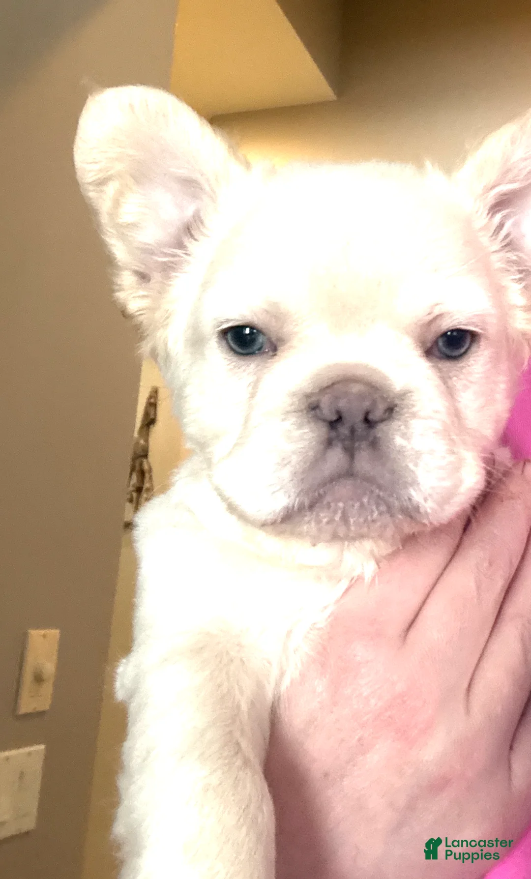 French Bulldog dogs for sale: Mini French Bulldog Puppy!  Fluffy!  Platinum!  - Ad 6