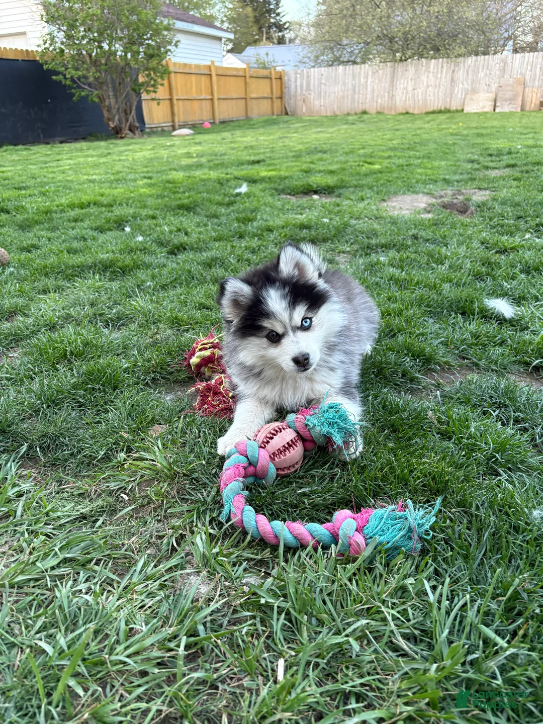 Pomsky dogs for sale: Violet - Ad 1