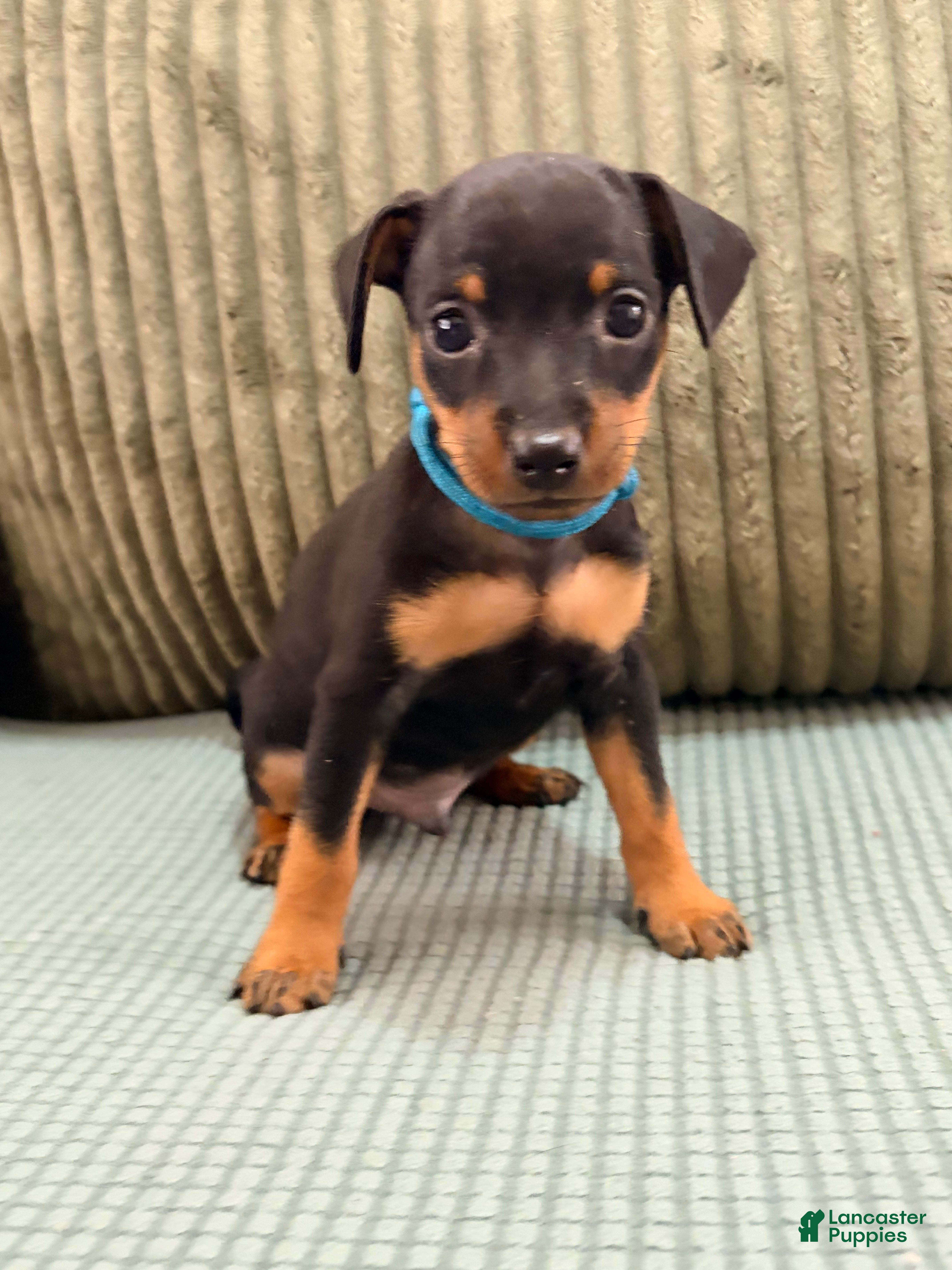 Miniature Pinscher dogs Lucky - Ad 39