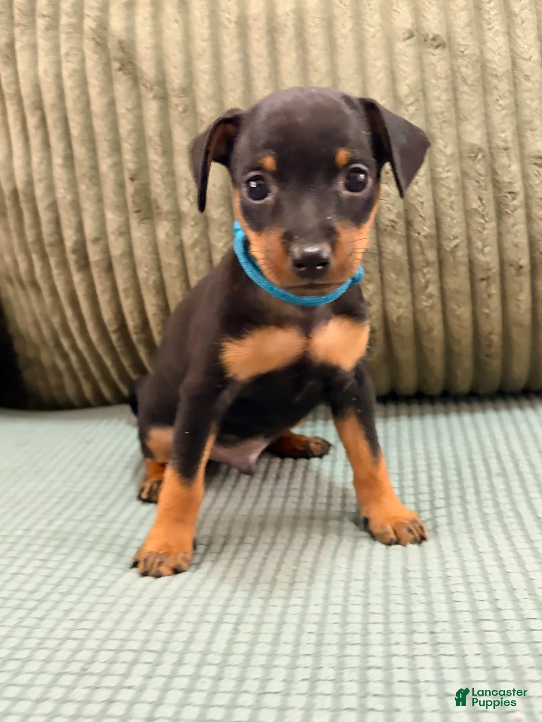 Miniature Pinscher dogs for sale: Lucky - Ad 1