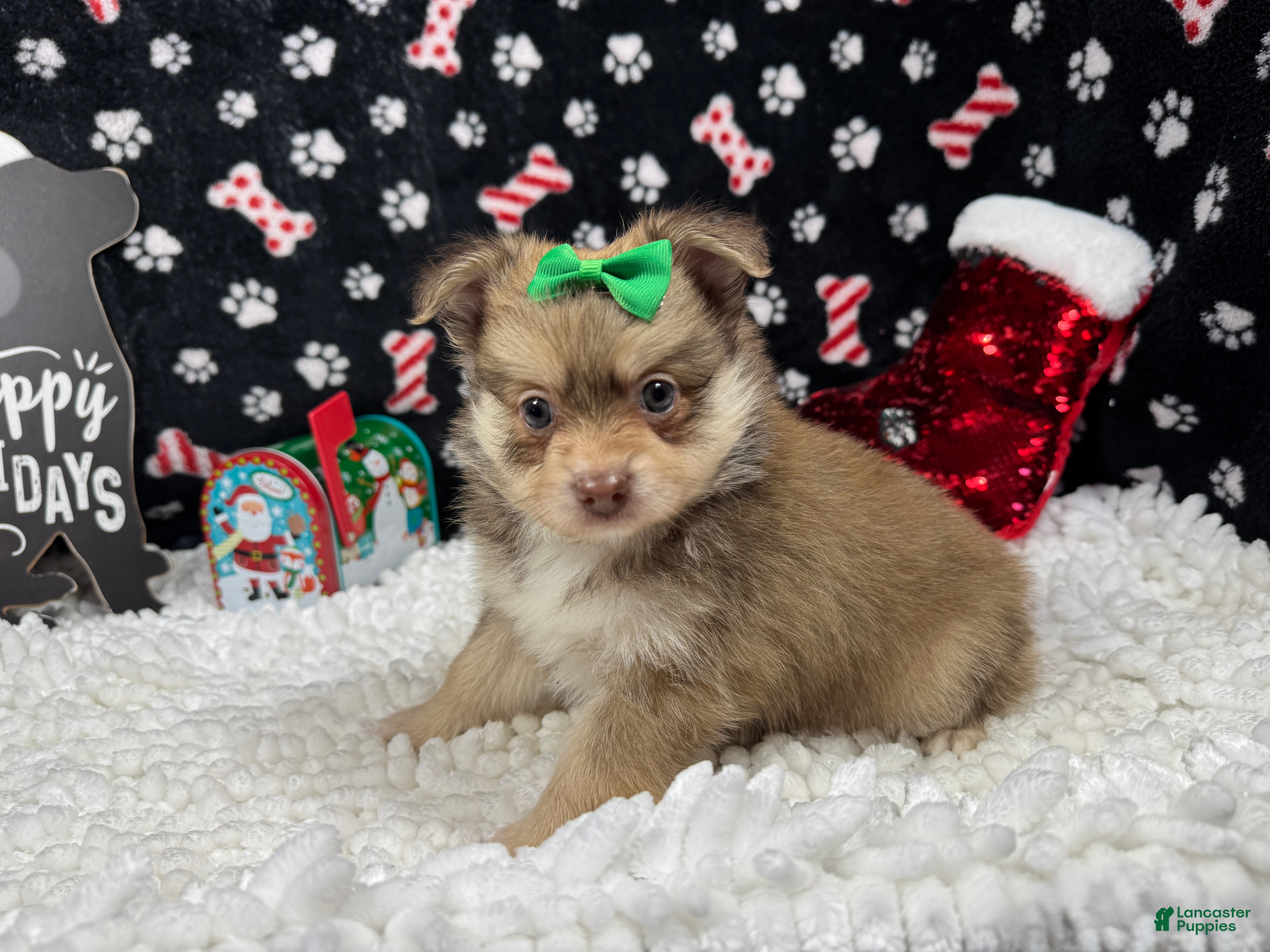 Pomeranian dogs Pomeranian Puppy 2 - Ad 17