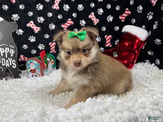 Pomeranian dogs Pomeranian Puppy 2 - Ad 4