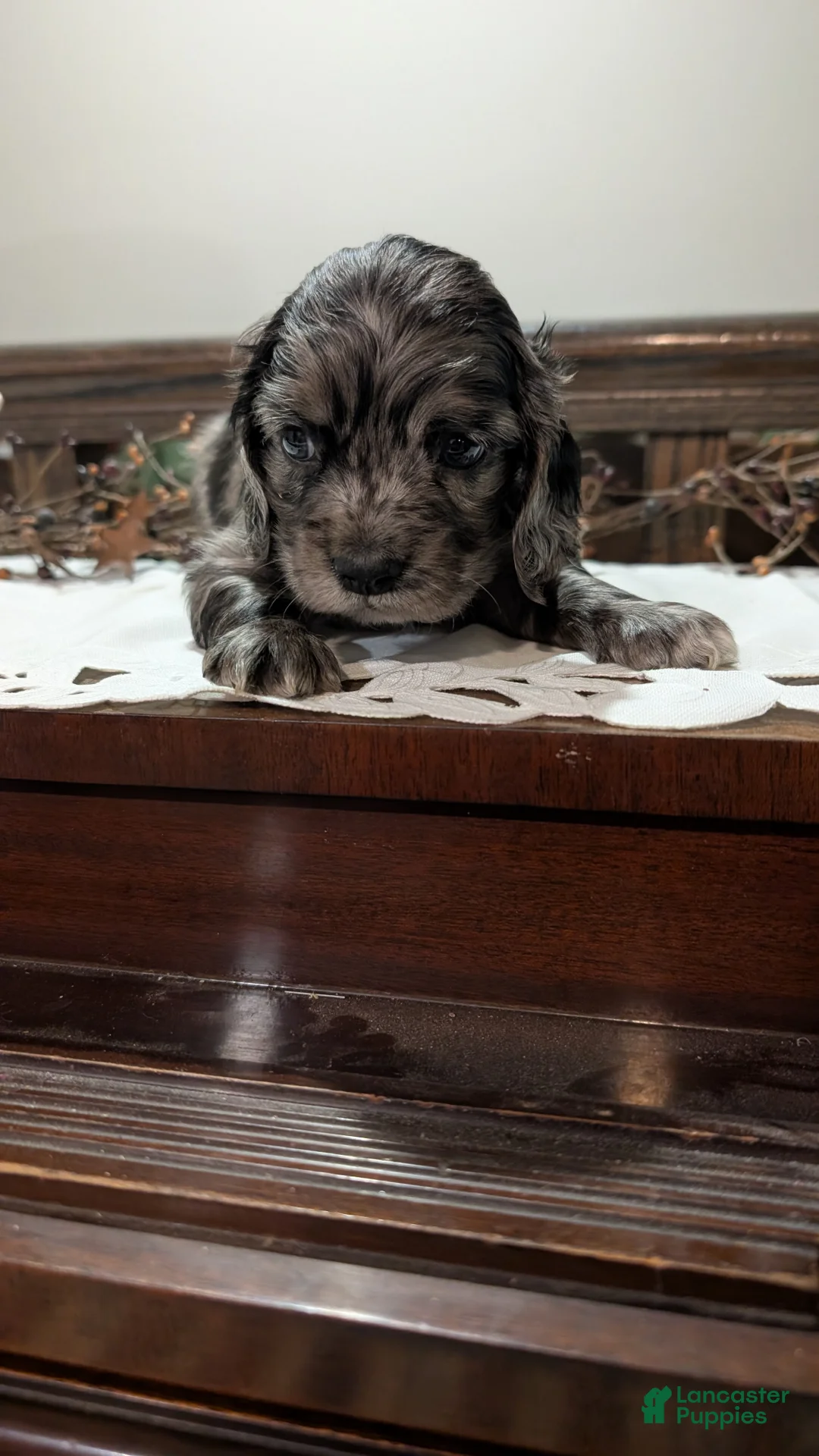 Cocker Spaniel dogs for sale: Smokie - Ad 1