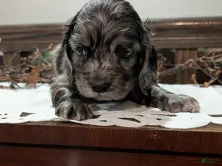 Cocker Spaniel dogs Smokie - Ad 29