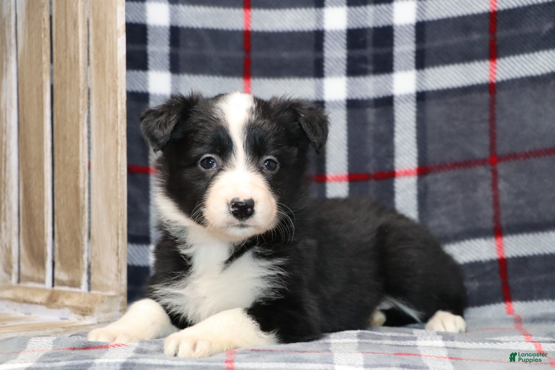 Border Collie dogs for sale:  Sadie - Ad 5