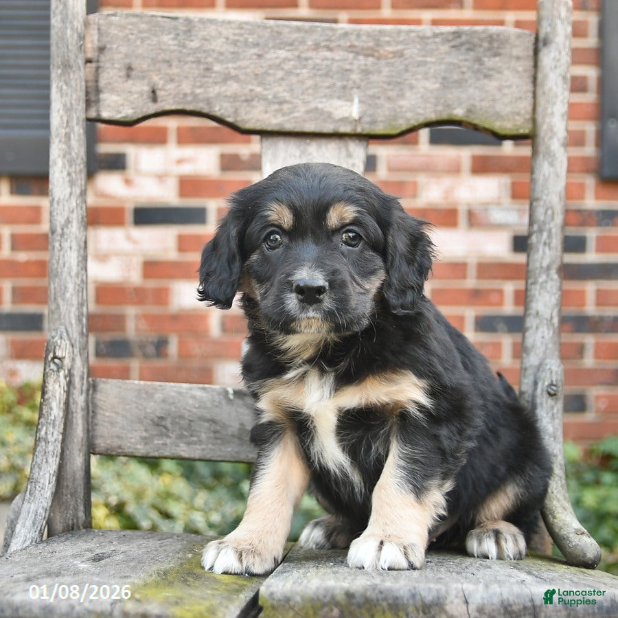 Mixed Breed dogs Hudson  - Ad 2