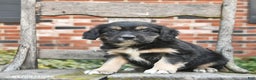 Mixed Breed dogs for sale: Hudson  - Ad 2