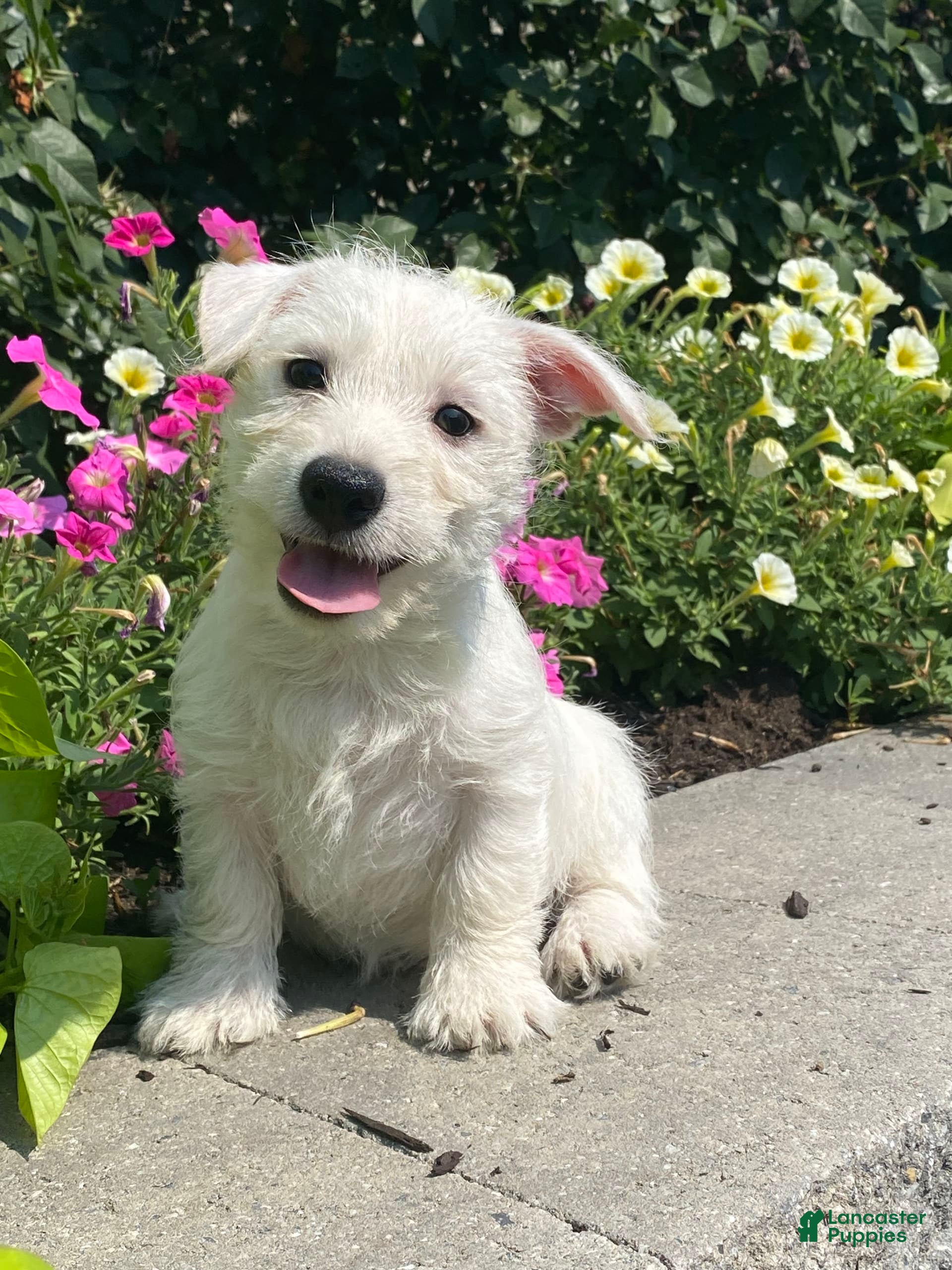 West Highland Terrier dogs Wendy - Ad 7