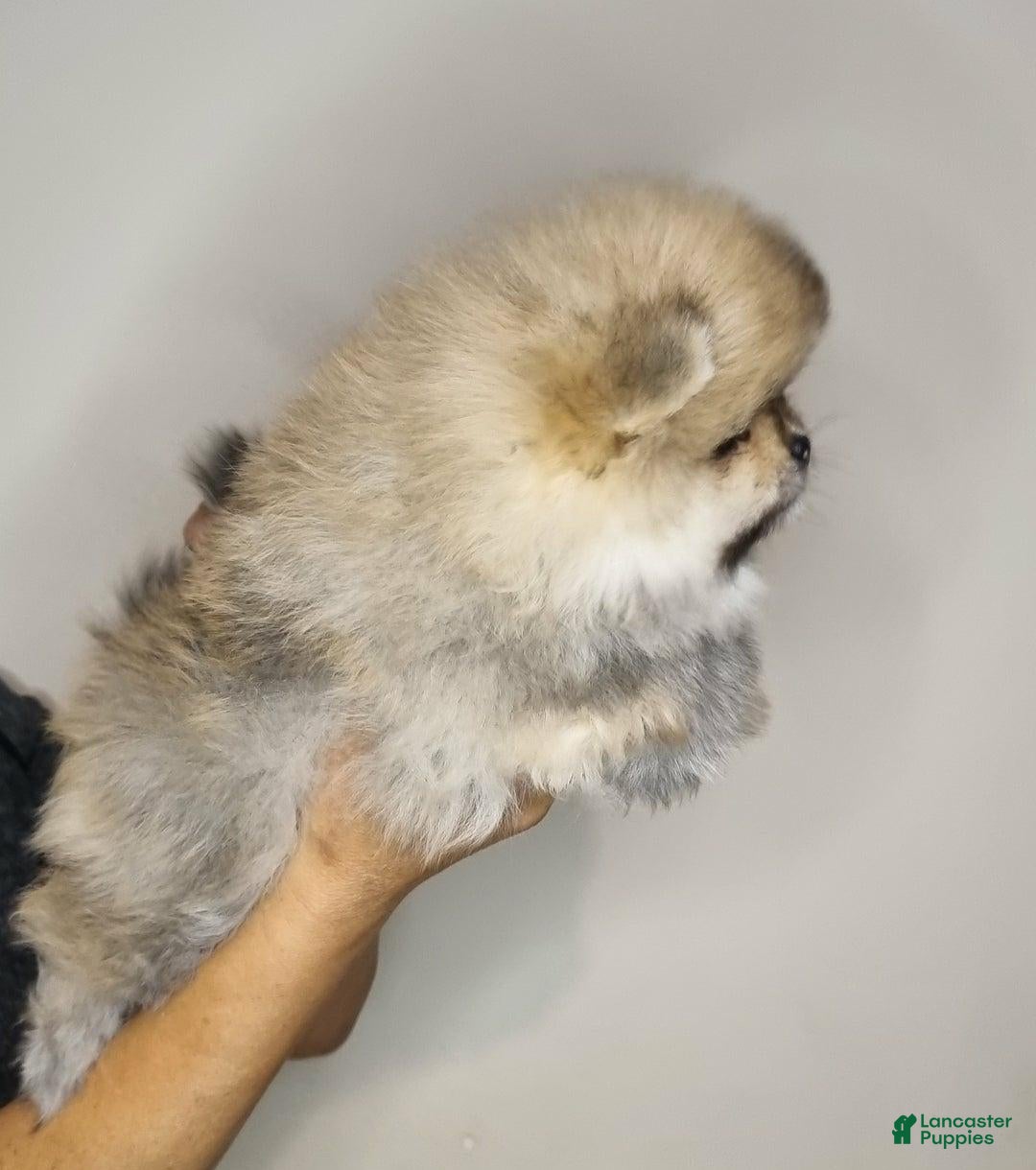Pomeranian dogs for sale: Sofia - Ad 15