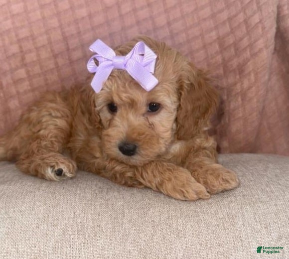 Toy Poodle dogs Toy Poodle Puppy 3 - Ad 19