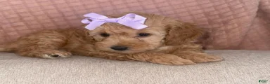Toy Poodle Puppy 3