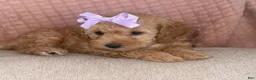 Toy Poodle dogs for sale: Toy Poodle Puppy 3 - Ad 1