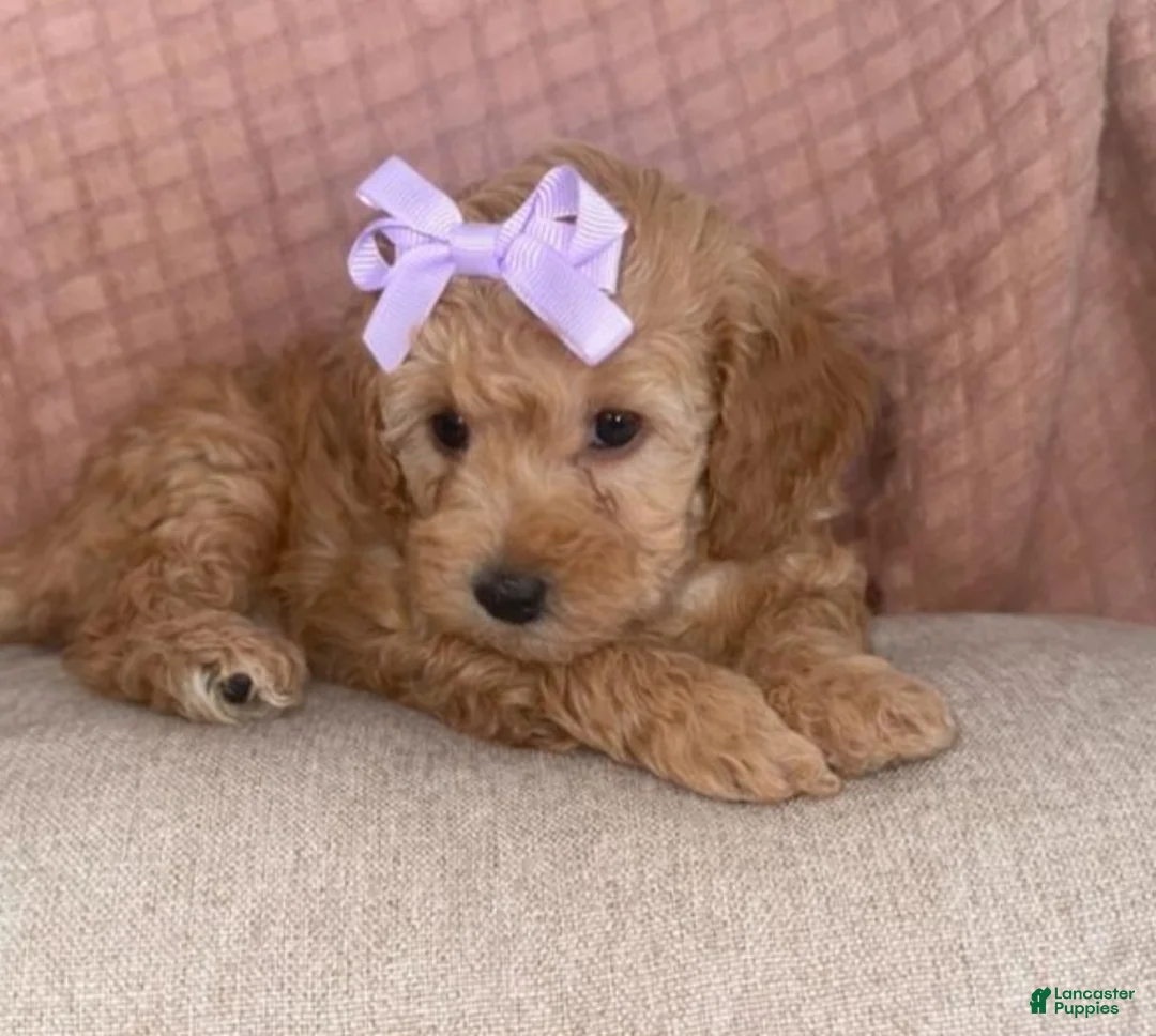 Toy Poodle dogs for sale: Toy Poodle Puppy 3 - Ad 1