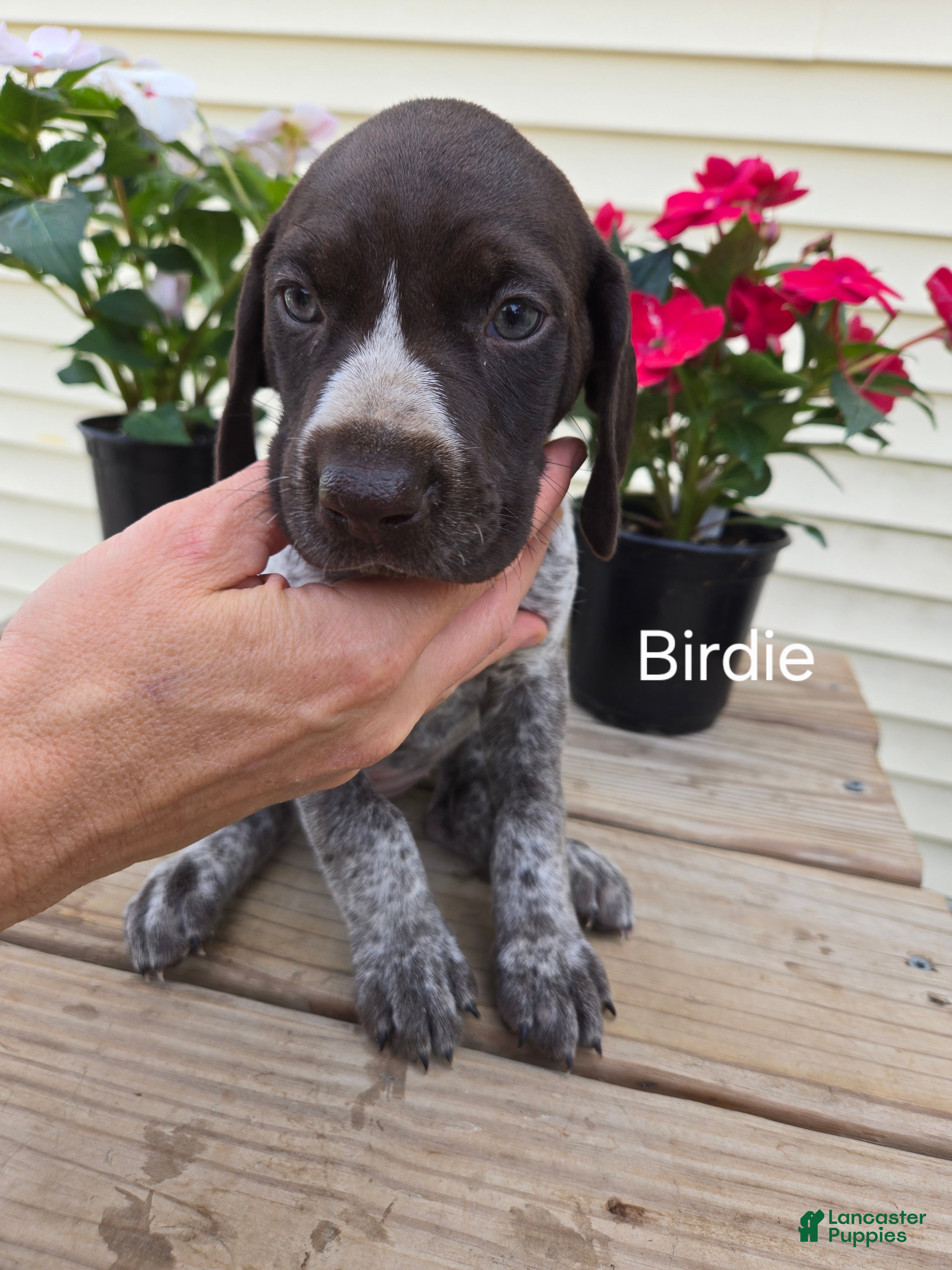 German Shorthaired Pointer dogs Birdie  - Ad 2