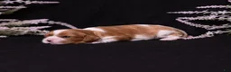Cavalier King Charles Spaniel dogs for sale: Caroline - Ad 4