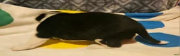 Border Collie dogs for sale: Bo - Ad 4