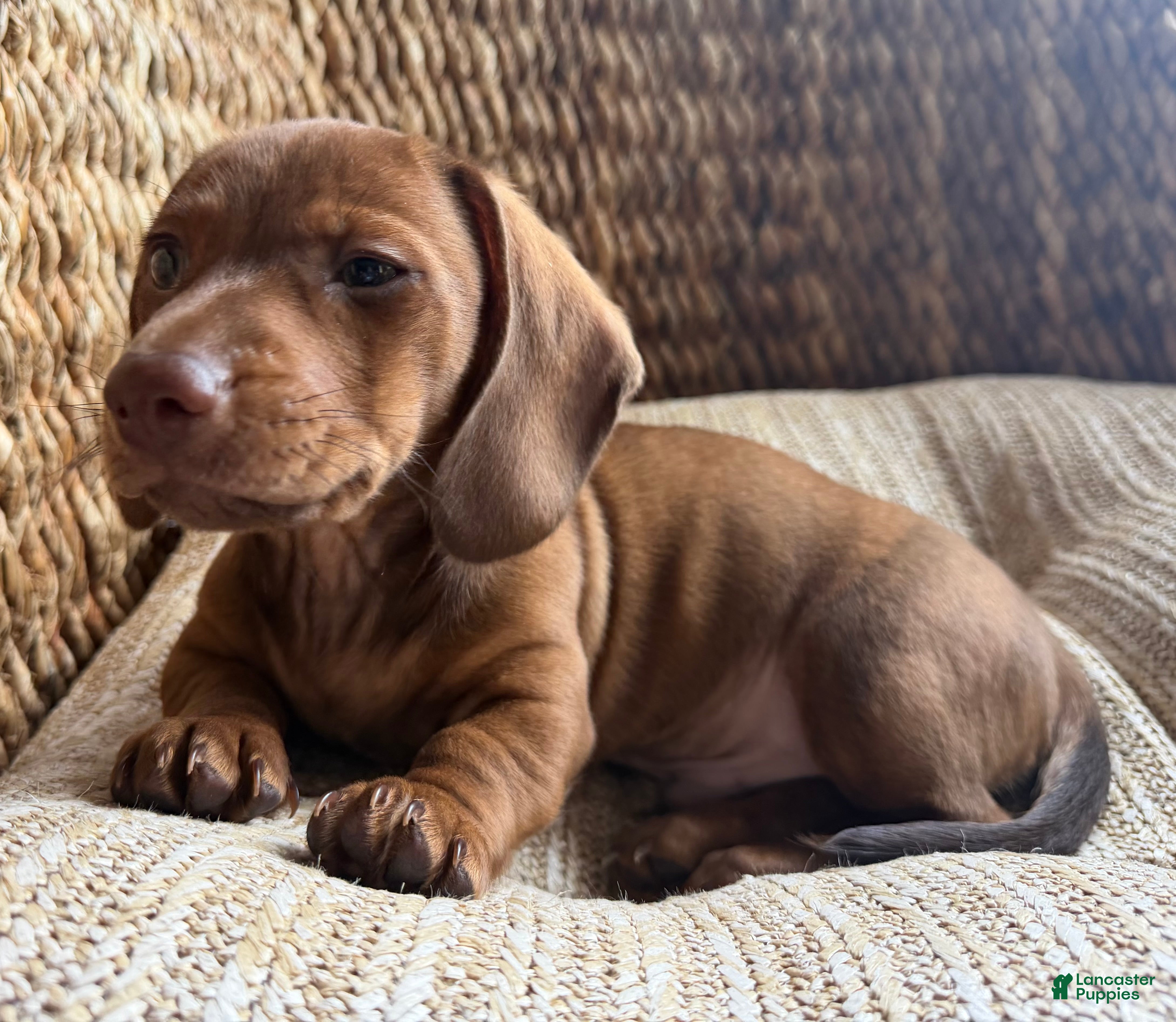Dachshund dogs AVI - Ad 1