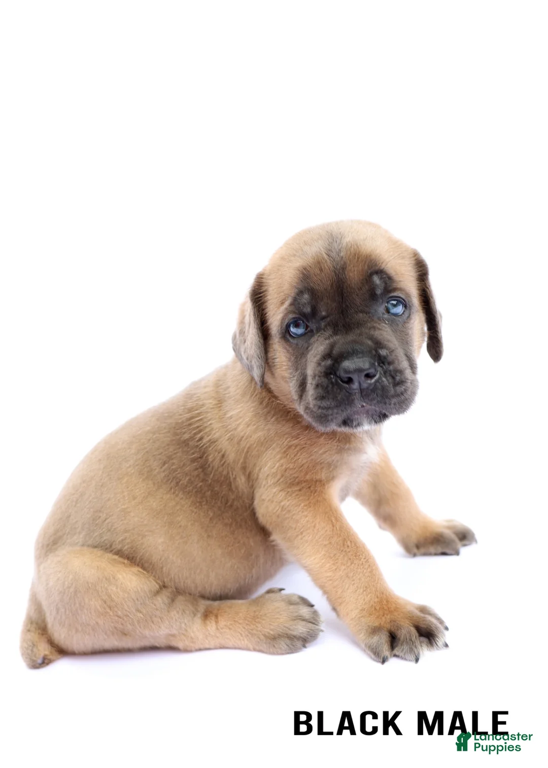Cane Corso dogs for sale: Black Male - Ad 2