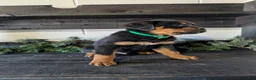 Rottweiler dogs for sale: Brent - Ad 7