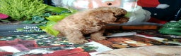 Toy Poodle dogs for sale: Rupert - Ad 2