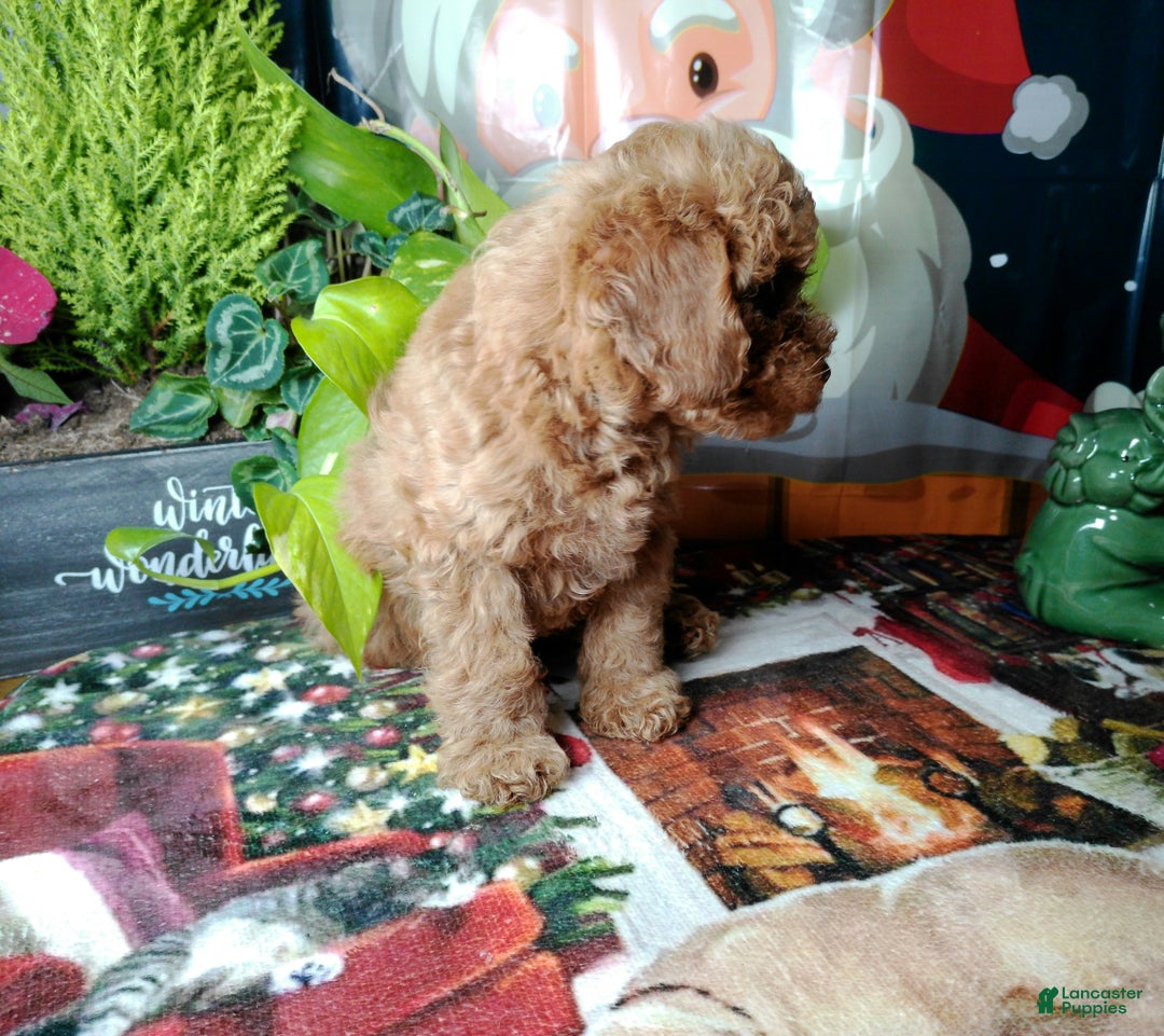 Toy Poodle dogs for sale: Rupert - Ad 2