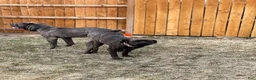 Cane Corso dogs for sale: Cane Corso 3 - Ad 24
