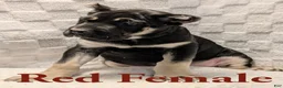 Cane Corso dogs for sale: Red  - Ad 3
