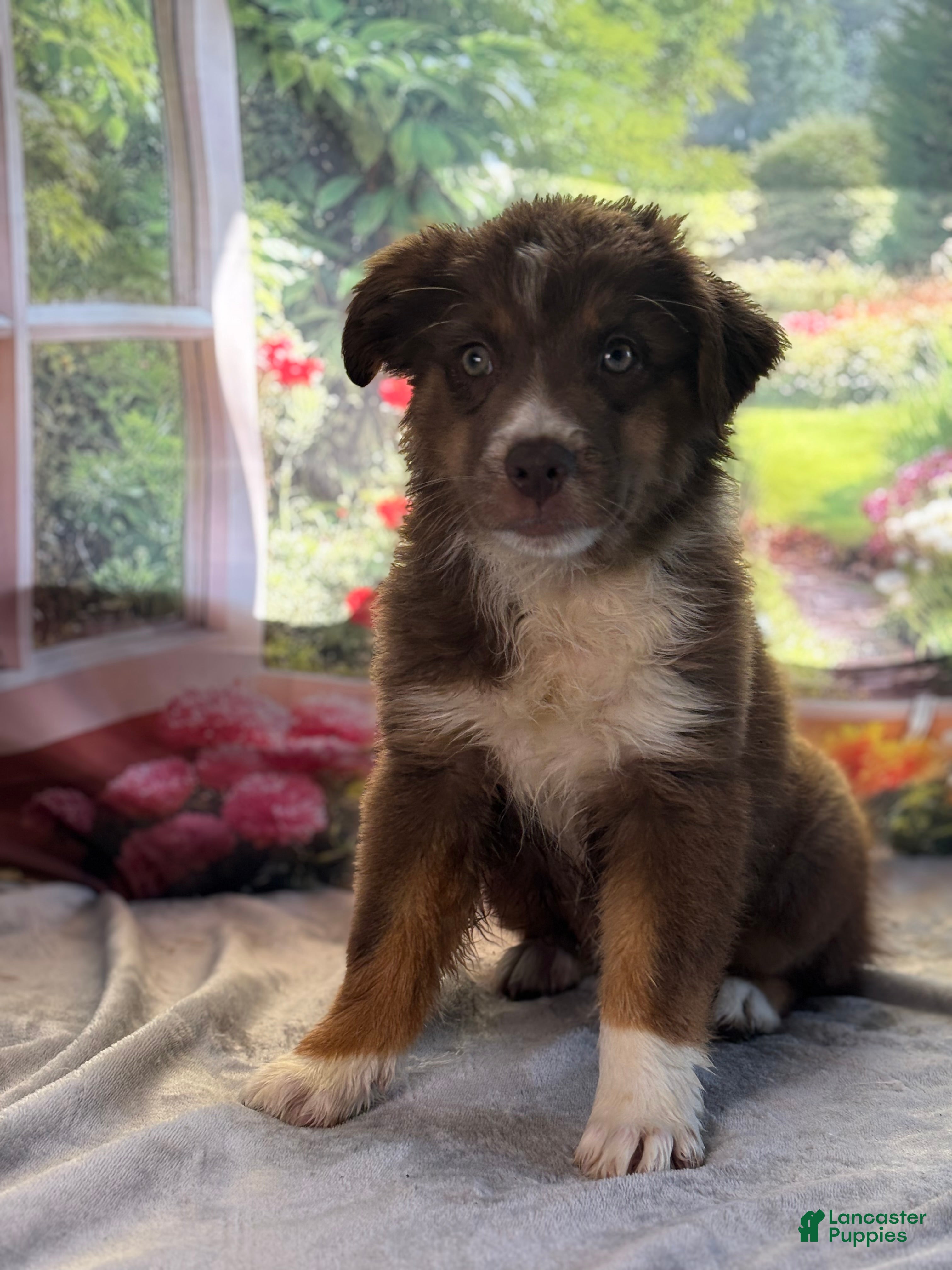 Australian Shepherd dogs Jack - Ad 22