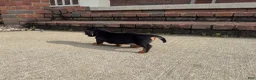 Miniature Dachshund dogs for sale: Tucker - Ad 5