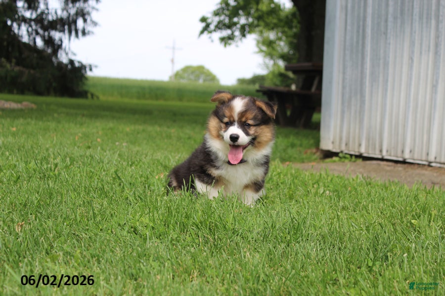 Welsh Corgi Pembroke dogs for sale: Dale  - Ad 5