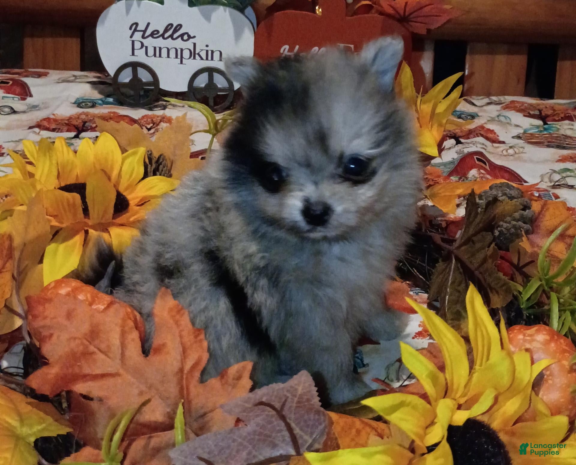 Pomeranian dogs Pomeranian 1 - Ad 1
