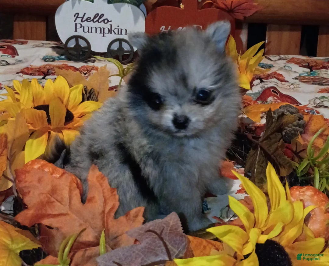 Pomeranian dogs for sale: Pomeranian 1 - Ad 1